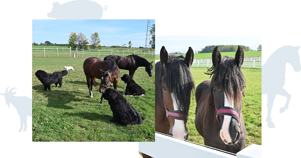 Horses and dogs together in pasture at Whistler's Run