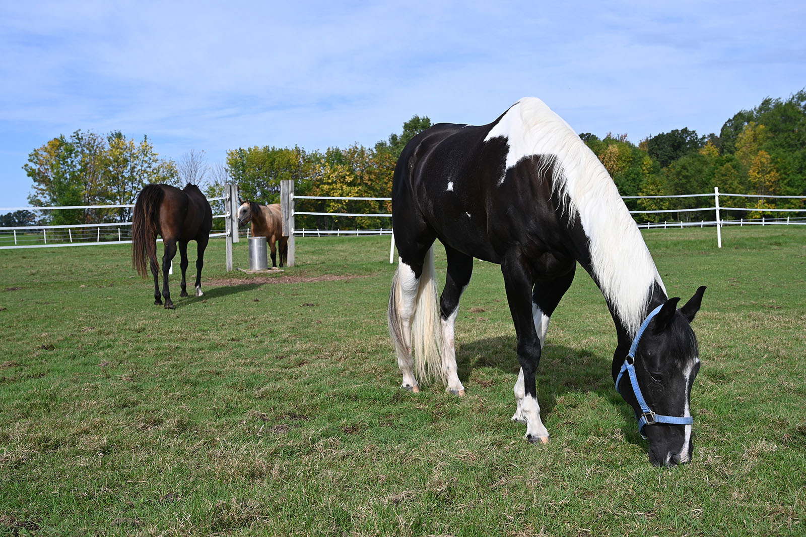 Horses grazing during daily turnout time in one of twelve spacious pastures at Whistler's Run