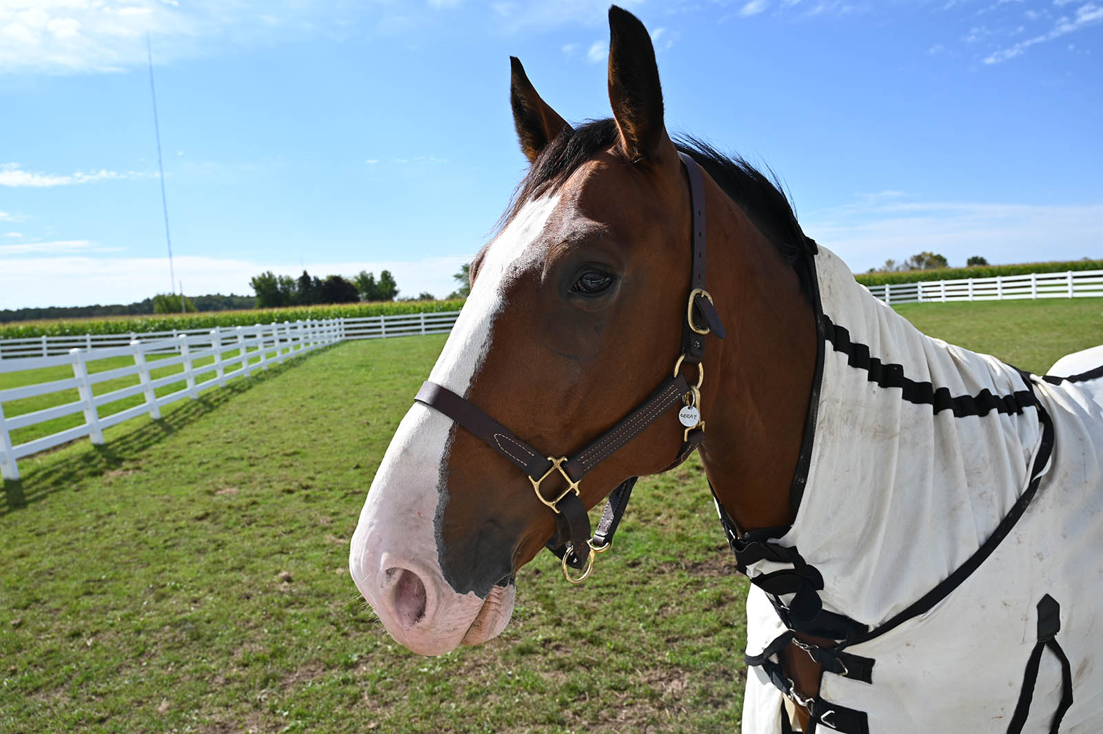 Brown and white horse with coat on