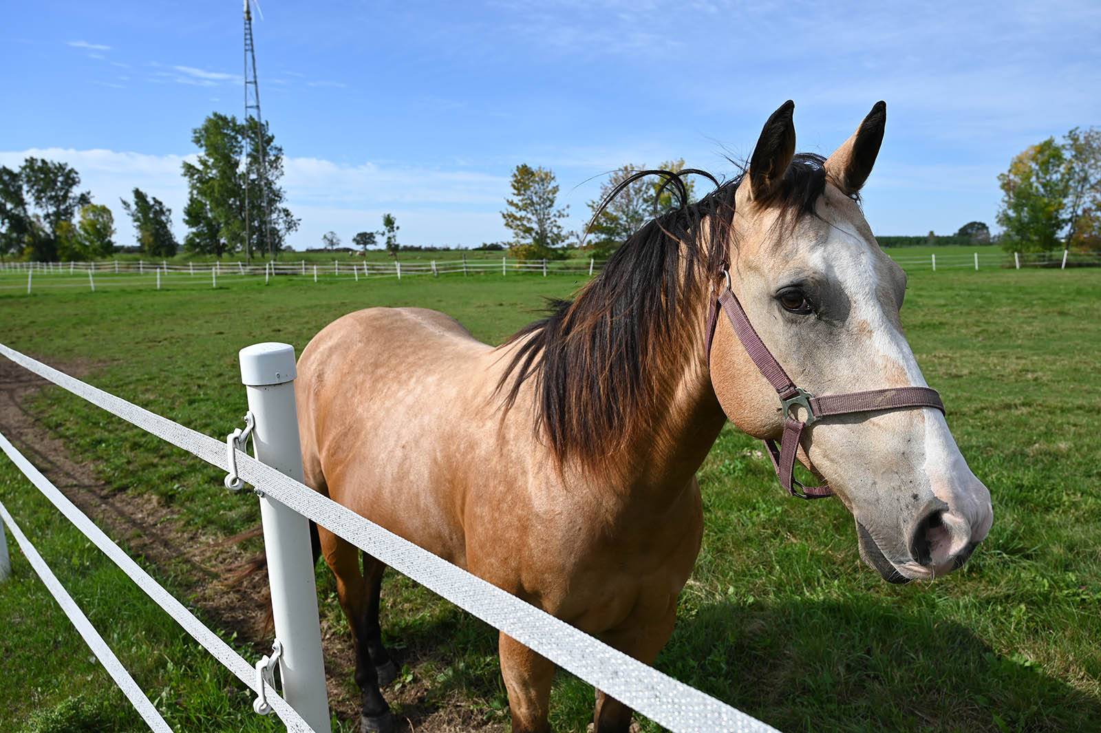 Light brown horse in outdoor pasture