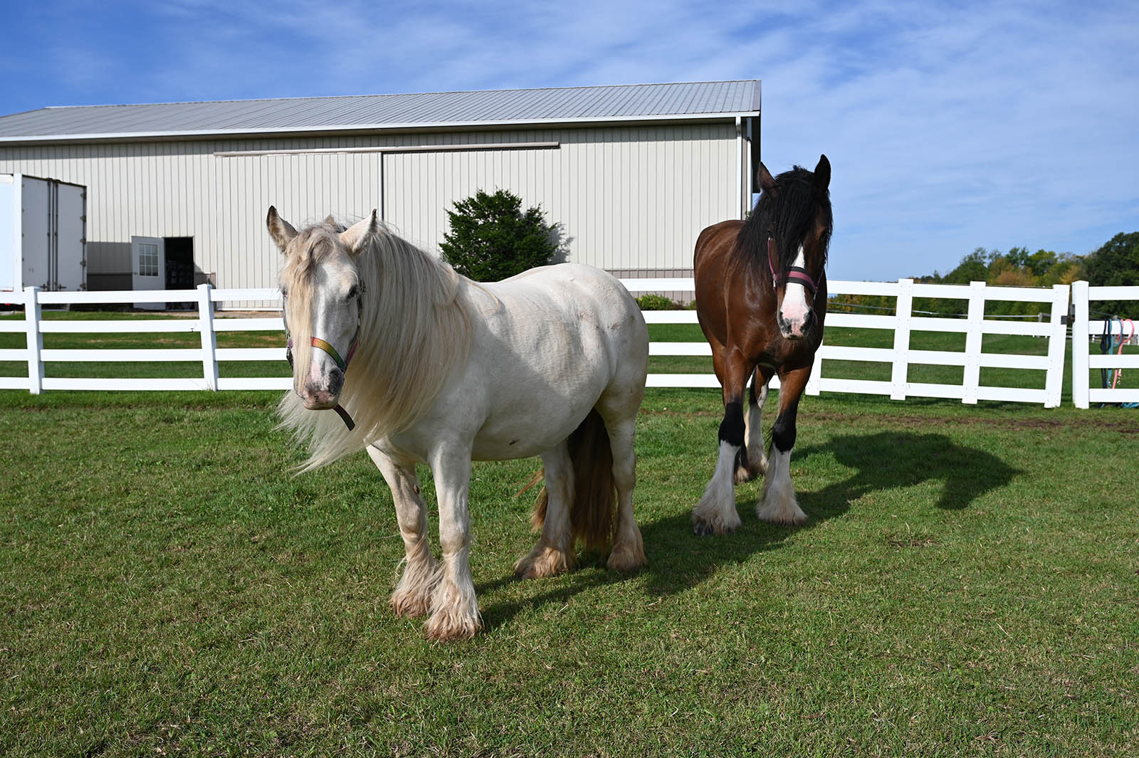 White horse with brown and white horse in green pasture with 19 stall horse barn in the background