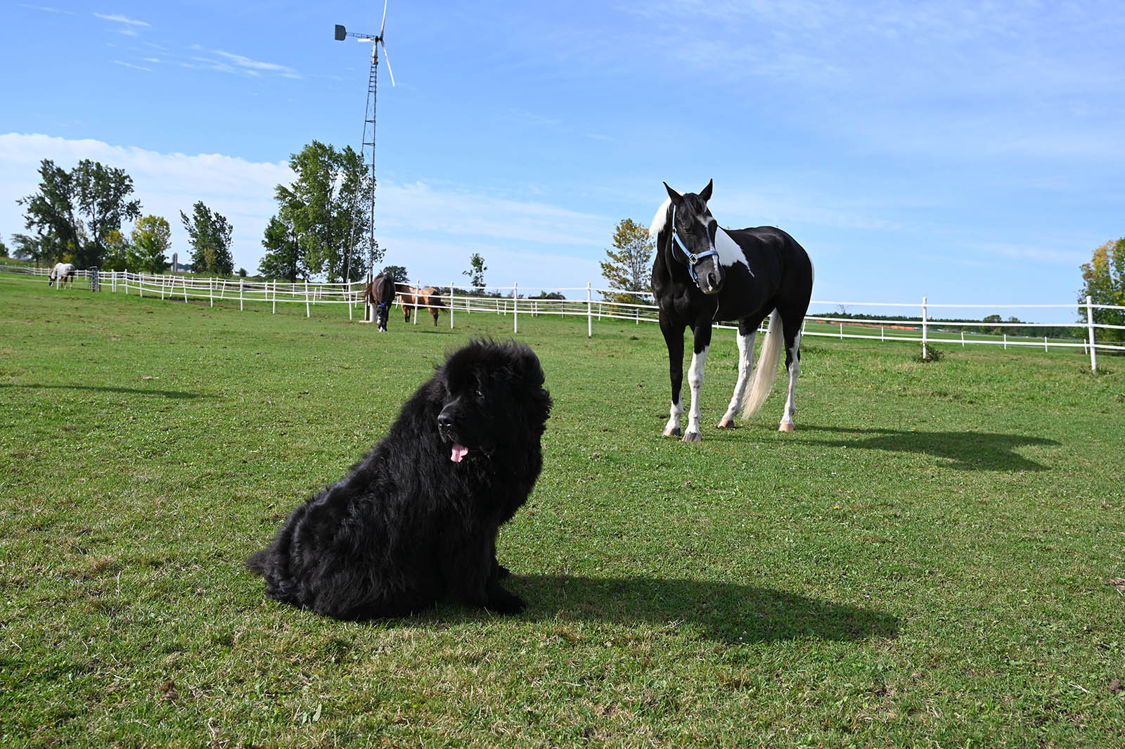 Black and white horse and black Newfoundland dog together out in a green grassy pasture