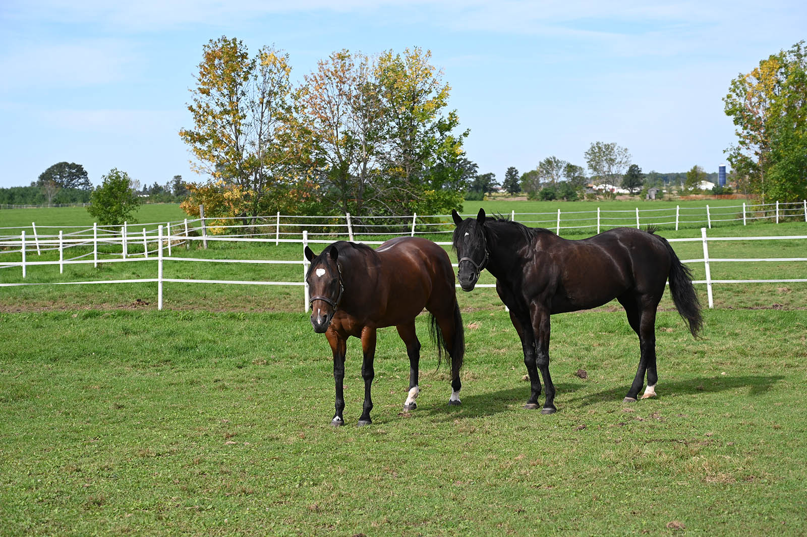 Two brown horses together in one of twelve fenced in pastures at Whistler's Run in DePere, WI