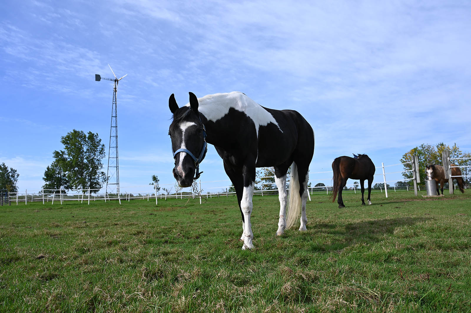 Black and white horse grazing at outdoor pasture