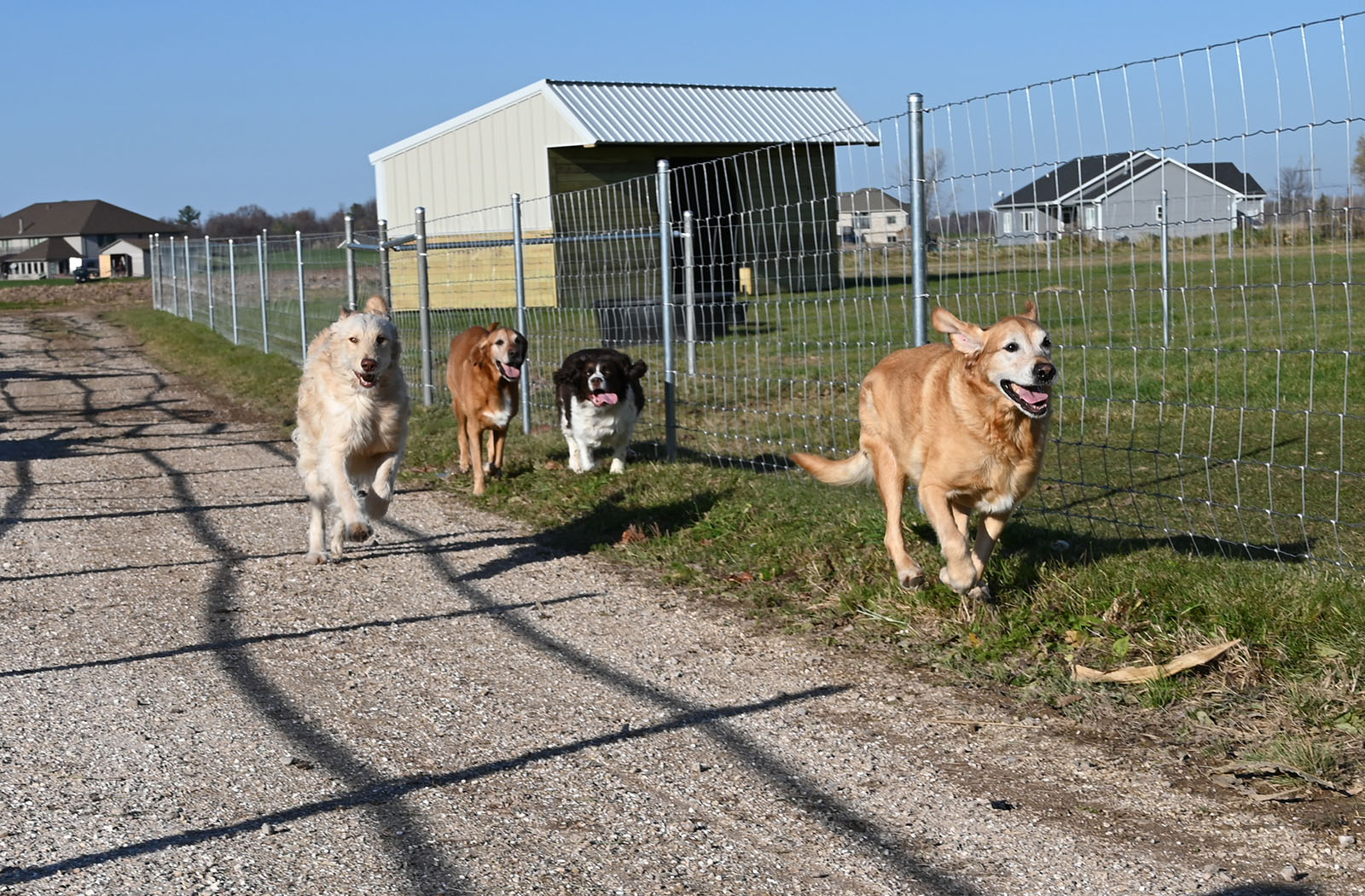 Four dogs running along fence at Whistler's Run & Rescue