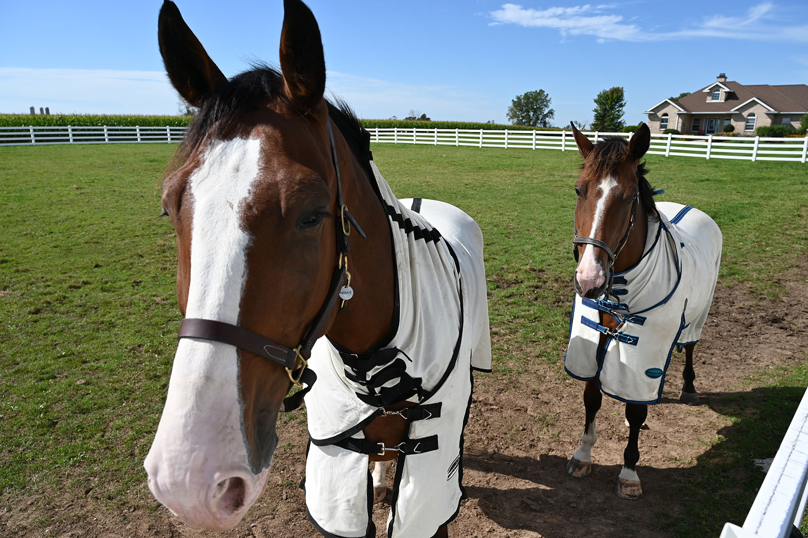 Two brown horses wearing coats