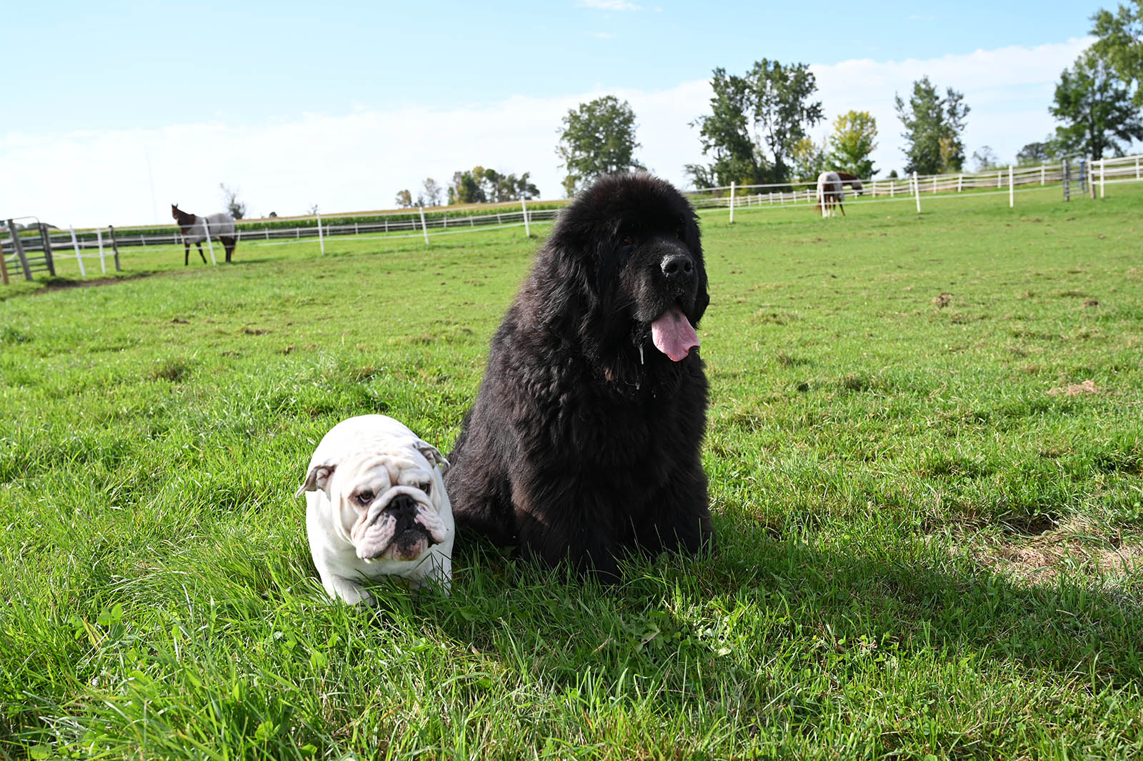Small white bulldog and black newfoundland dog sitting together in green pasture