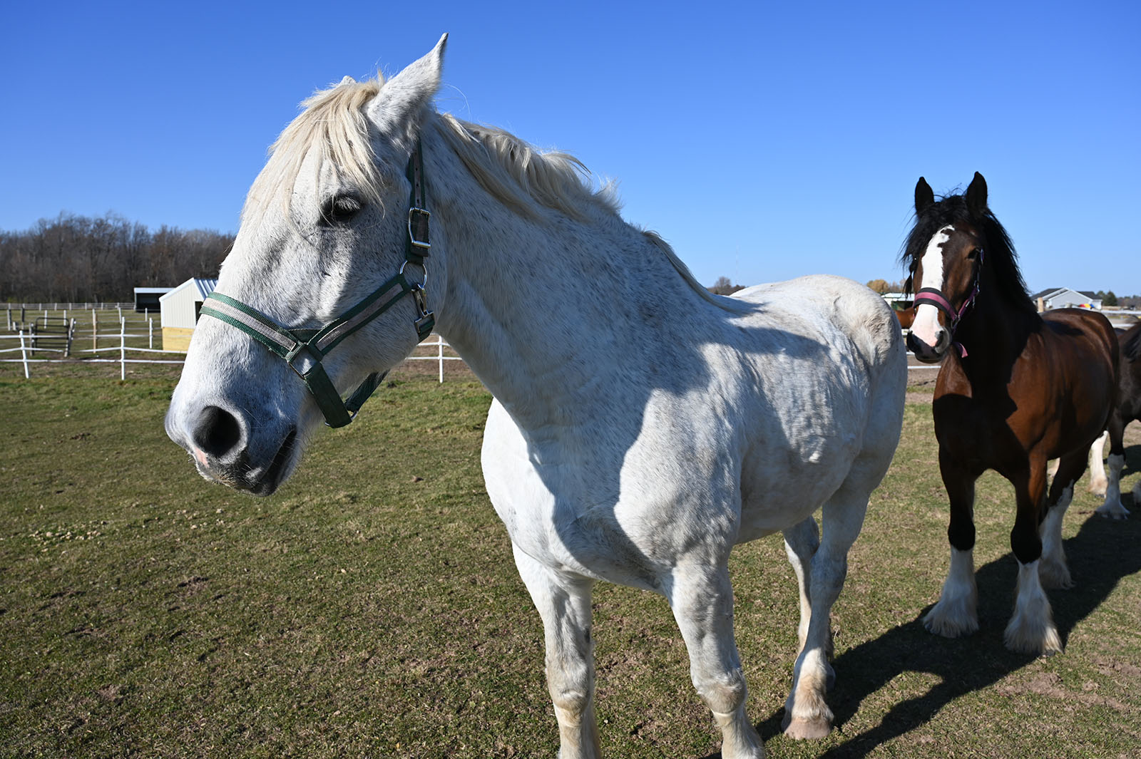 White and brown horse together in open pasture