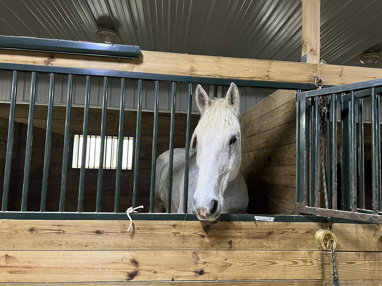 White horse in one of the 14’ x 12’ indoor stalls at Whistler's Run in DePere, WI